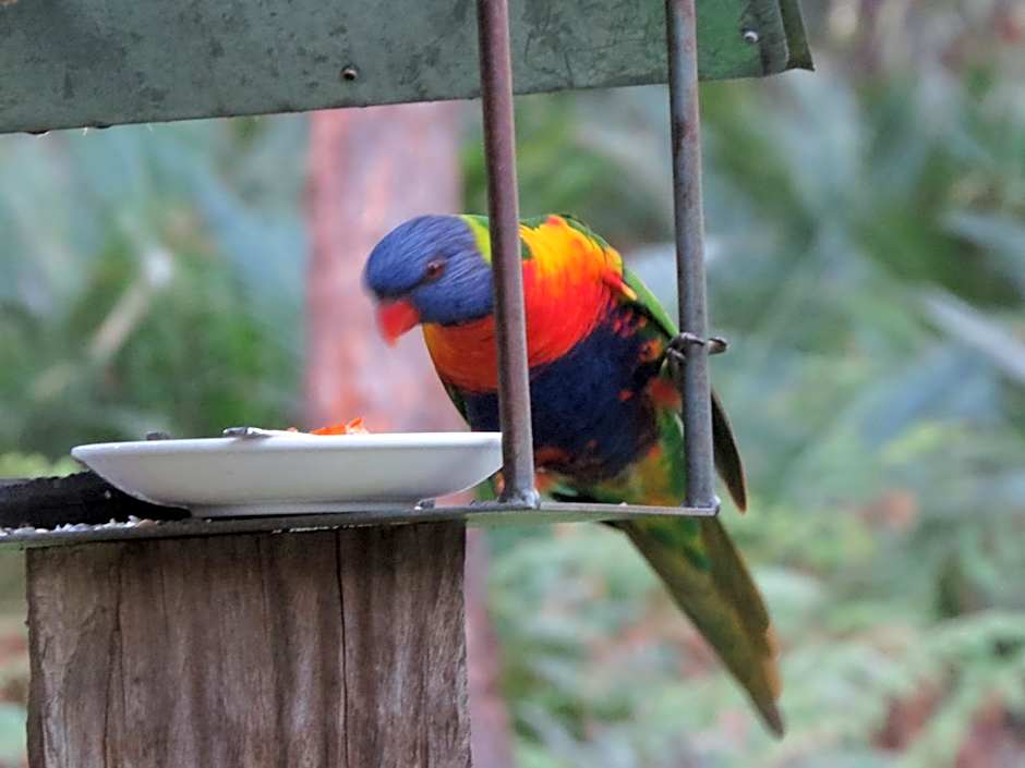 The Bower At Broulee