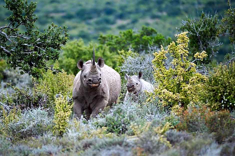 Kwandwe Private Game Reserve - Fort House