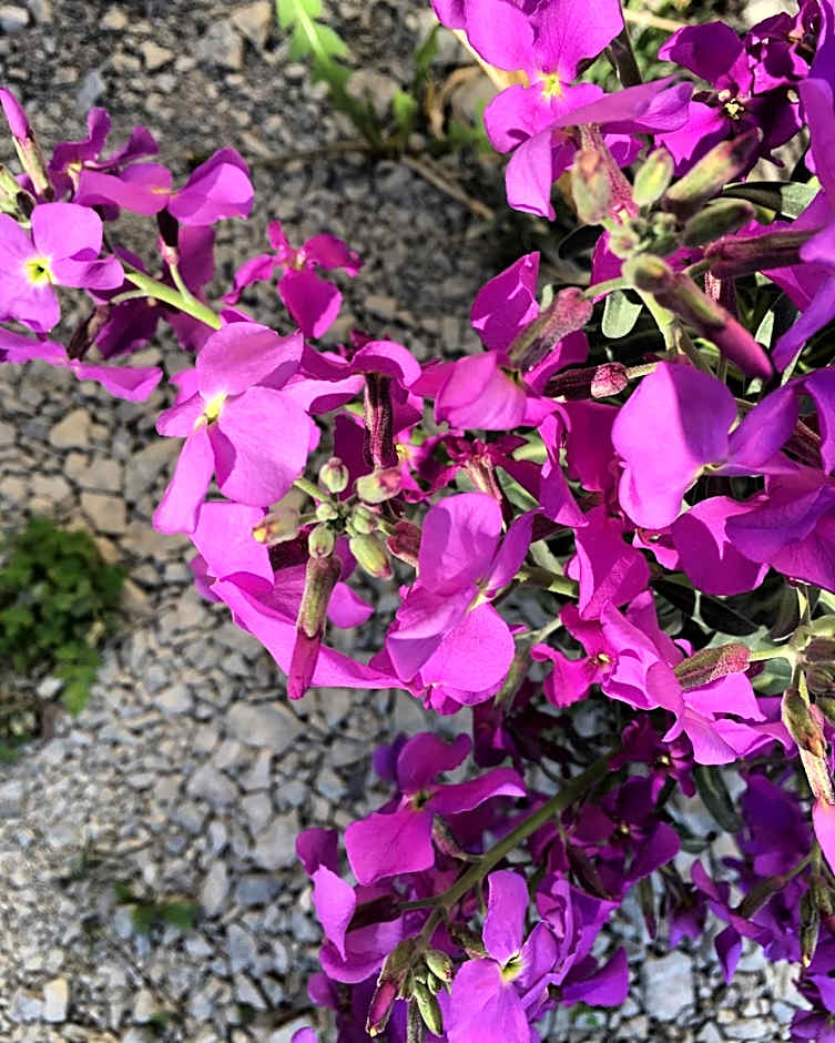 Hôtel Restaurant Douce France