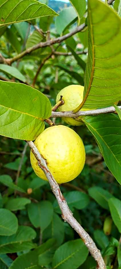 Rancho Acácia São Roque