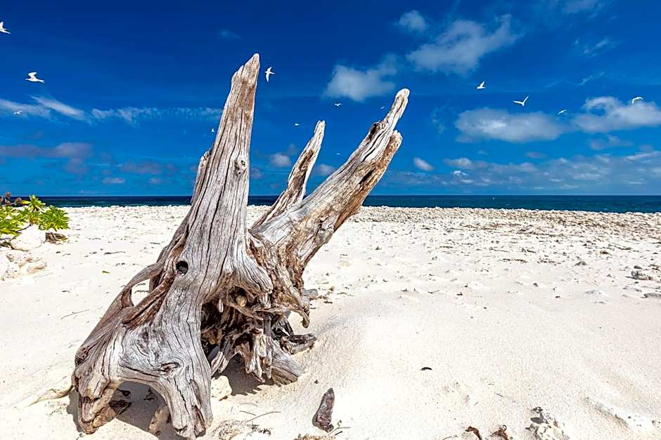 Wilson Island