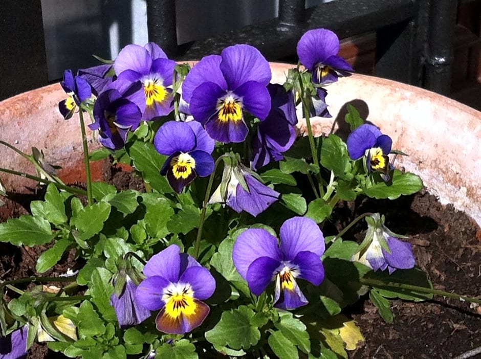 Bed & Breakfast Ca' di Vissai