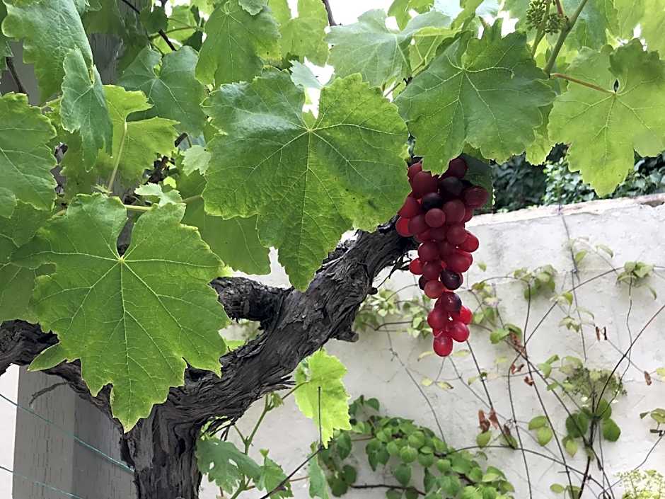 Old Thatch Bambers Green