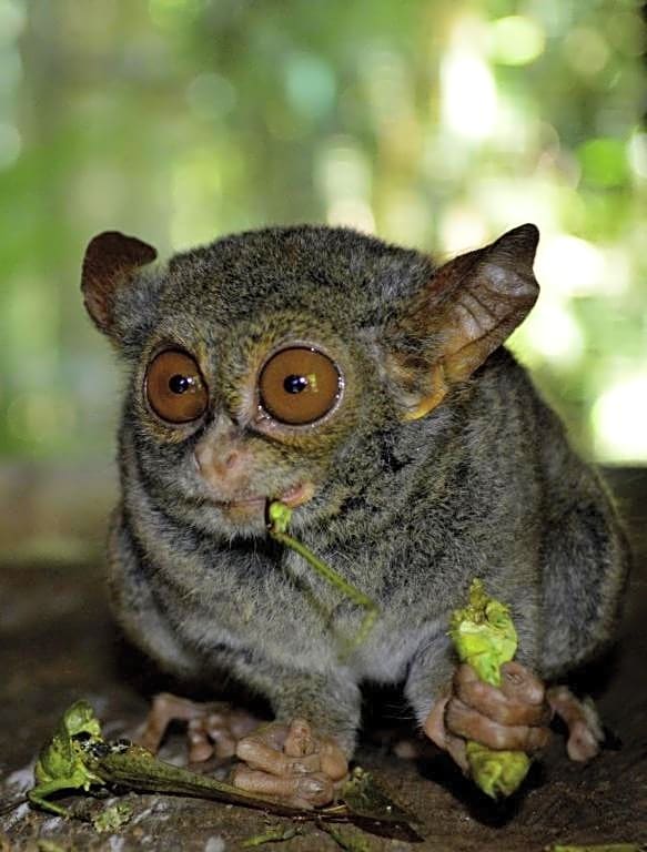 Tangkoko Sanctuary Villa