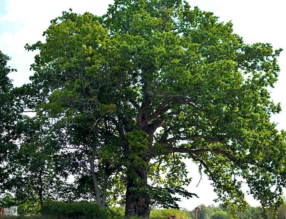 Piece of Hjo Vandrarhem