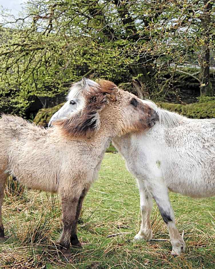 Dartmoor Inn Merrivale