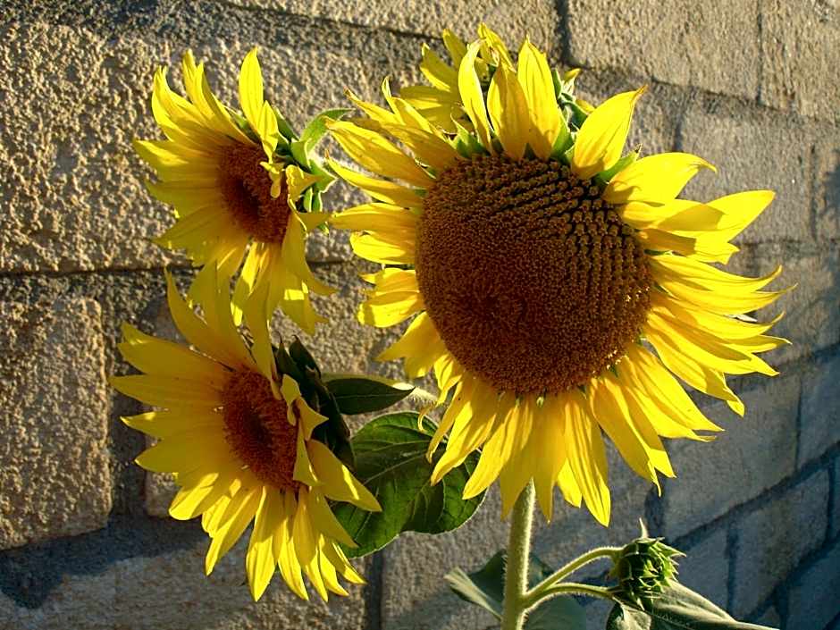 Baia Degli Aranci Suite & Apartments