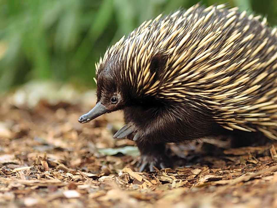 Wildlife Retreat at Taronga