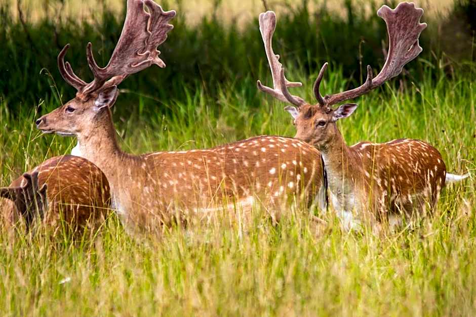 Jagdschloss Mönchbruch