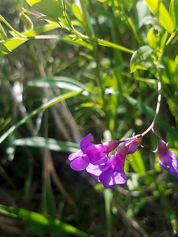 Historic Birch Lodge and Motel