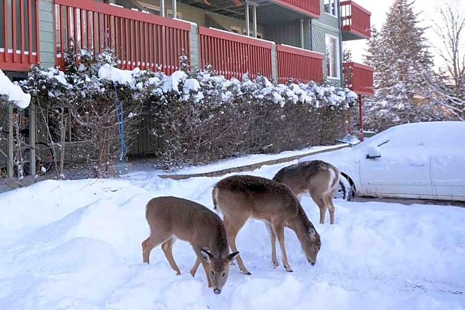 fully equiped Condo, pool and Spa only in summer