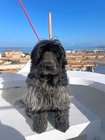 La Maison des Vagues