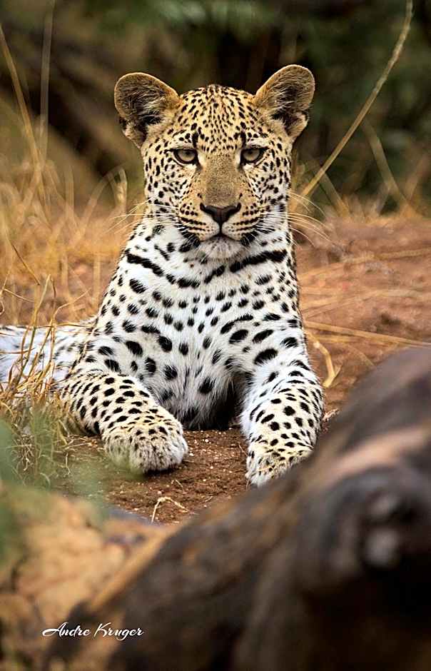 Klaserie Drift Misava