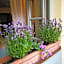Corte delle Camelie Bed and Breakfast