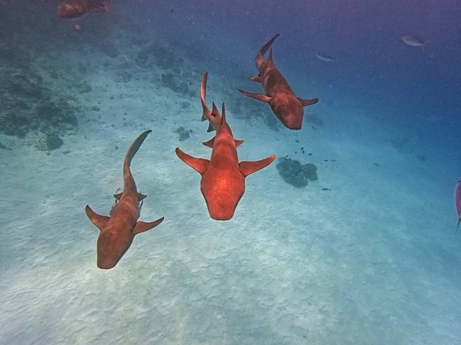 Beach Walk Villa Maldives