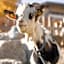 ALPENAPART Ladis - Premium Family Apartments