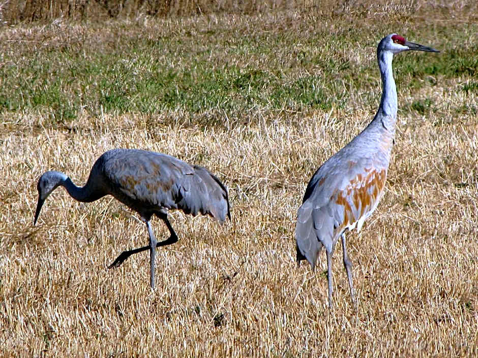 Candlewood Suites Craig-Northwest By IHG