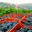 Marchesi Alfieri - Cantine e Ospitalità