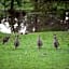 Home Farm Healesville
