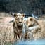 Tshukudu Game Lodge