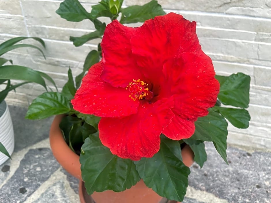 La casa di Celeste B&B