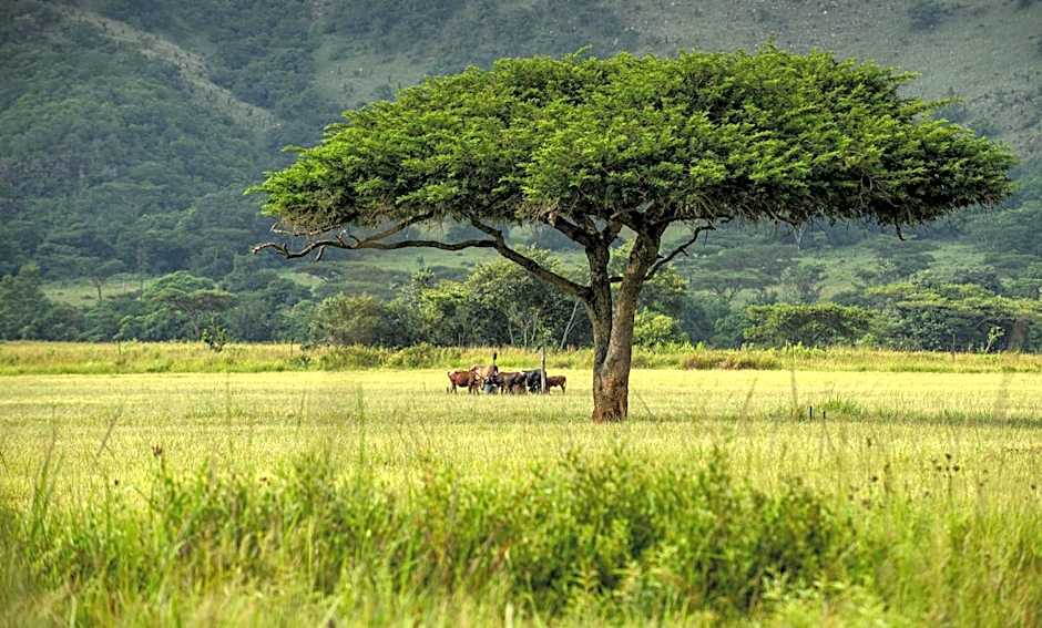 Caracal Lodge