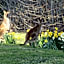 Braeside Mount Macedon Country Retreat Bed and Breakfast