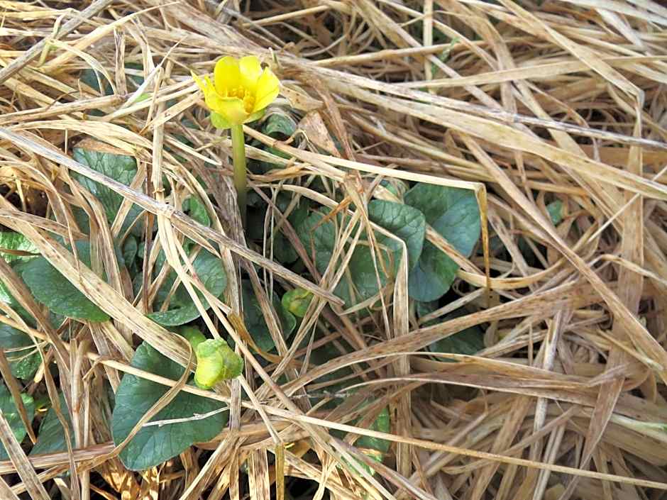 Utsira Overnatting - Sildaloftet