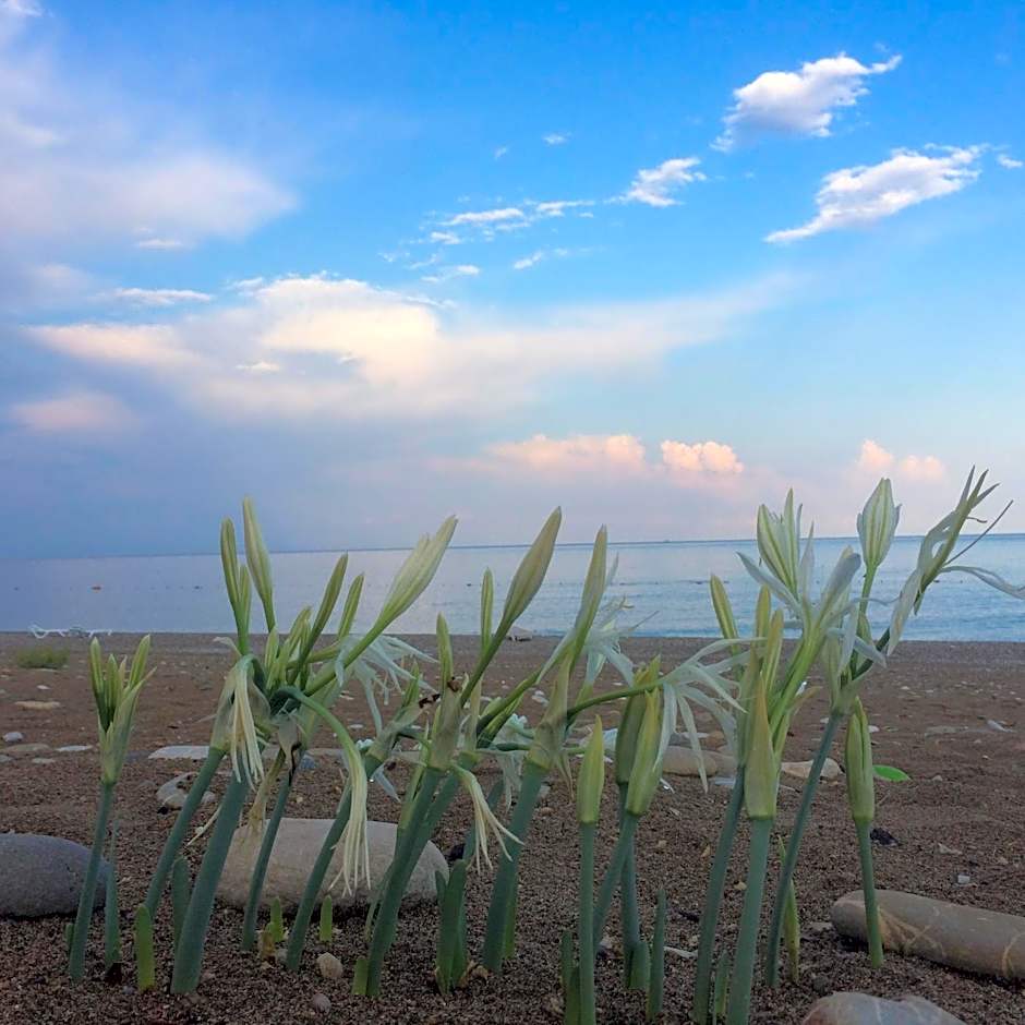 Cirali Armira Bungalow