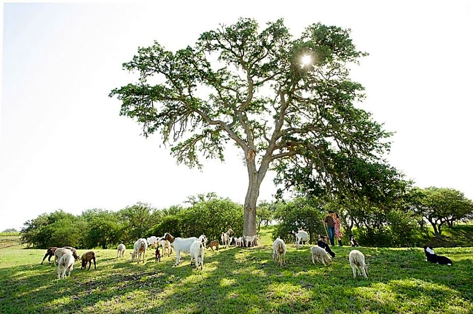 Rêves de Moutons