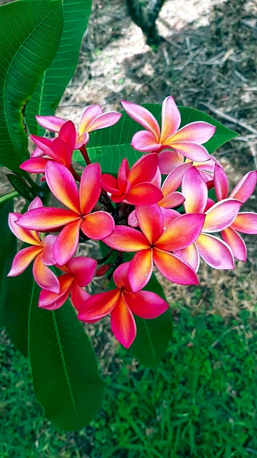 Domaine des Oiseaux Réunion