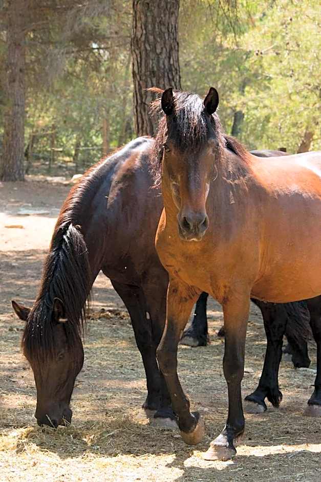 La Villa Vicha, The Originals Relais (Relais du Silence)