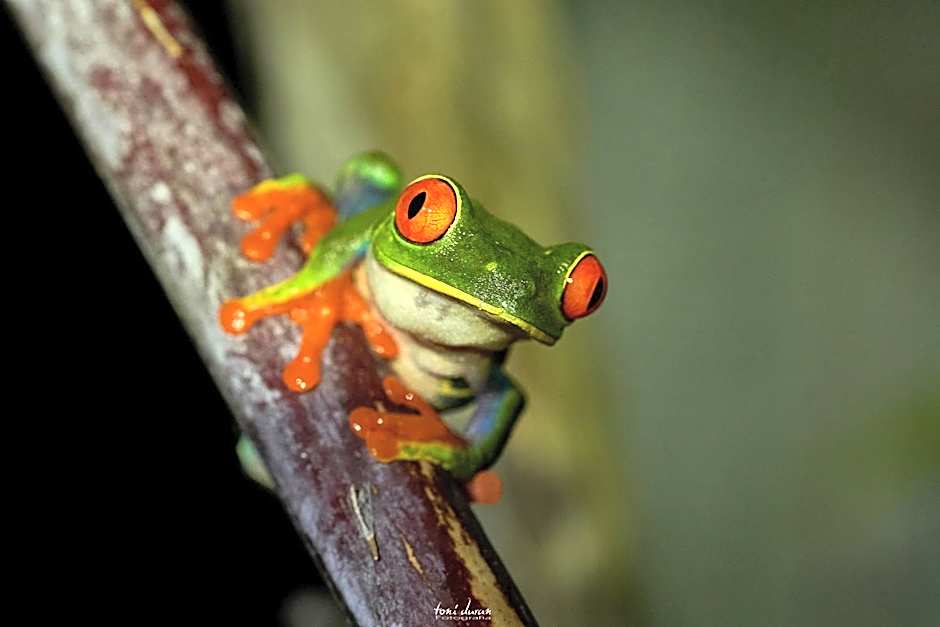 Birds & Breakfast Costa Rica