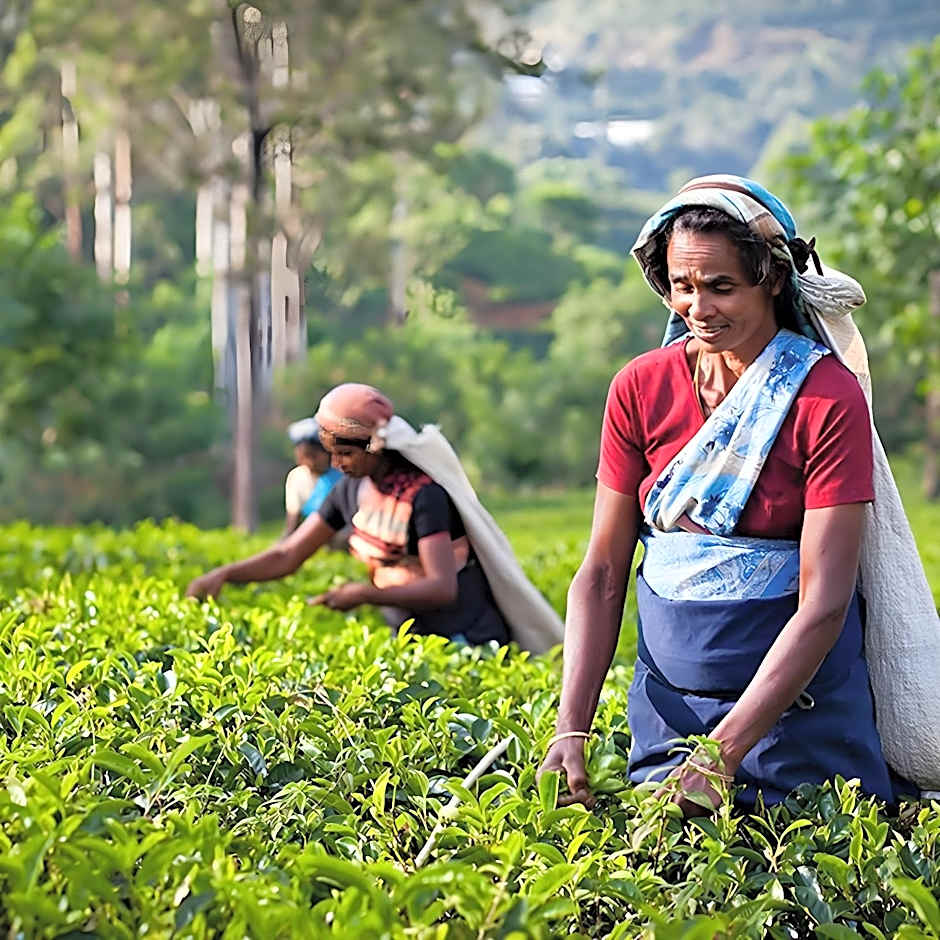 Oak-Ray Summer Hill Breeze Hotel