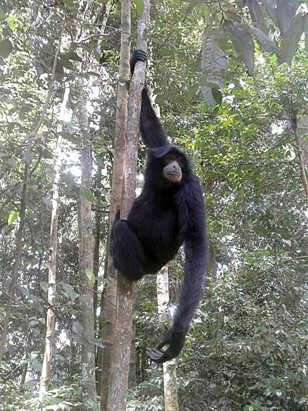 ORANGUTANTREKSUMATRA & LOVELY JUNGLE LODGE only book IF you are treking with us