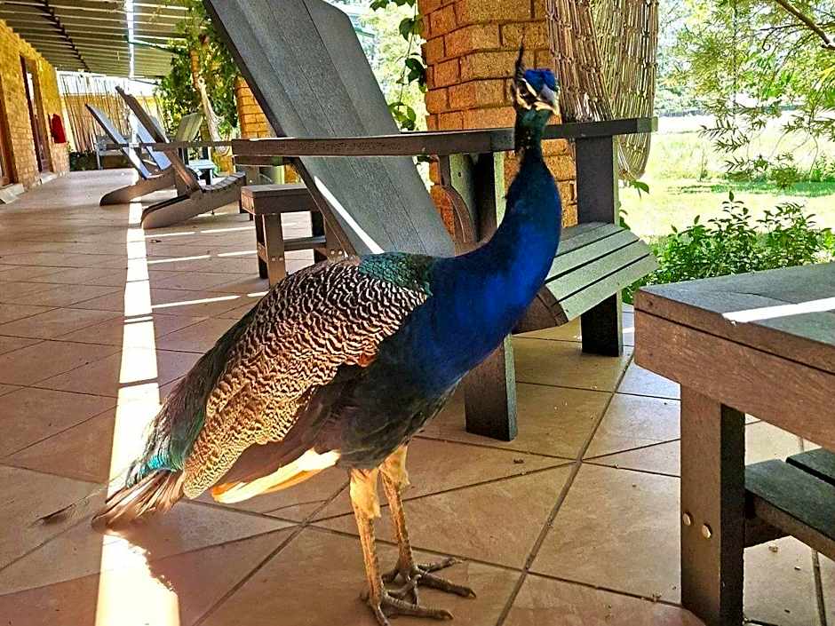 Airport Bird & Game Lodge