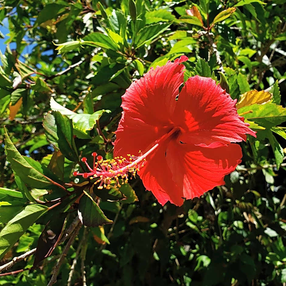 Hills Villa Miyakojima
