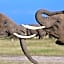 Ol Tukai Lodge Amboseli