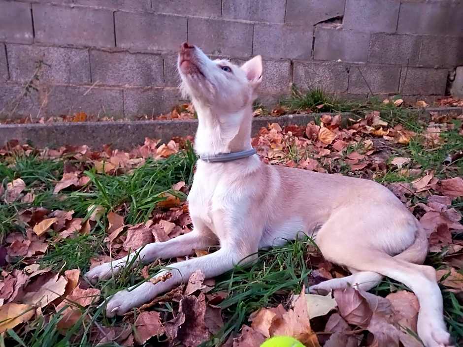 Casa de huéspedes Villa de las Hortensias