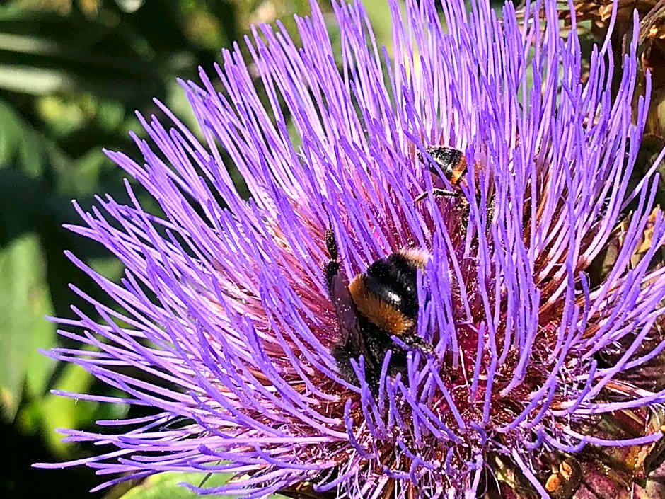 English Cherry Tree Manor