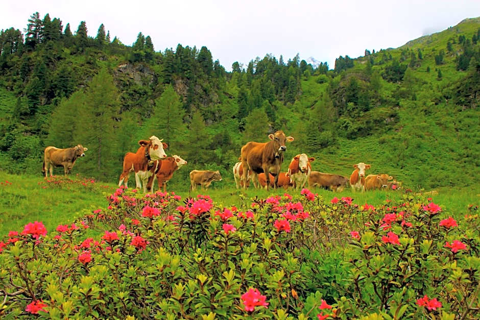 Appartements-Restaurant Schwaiger
