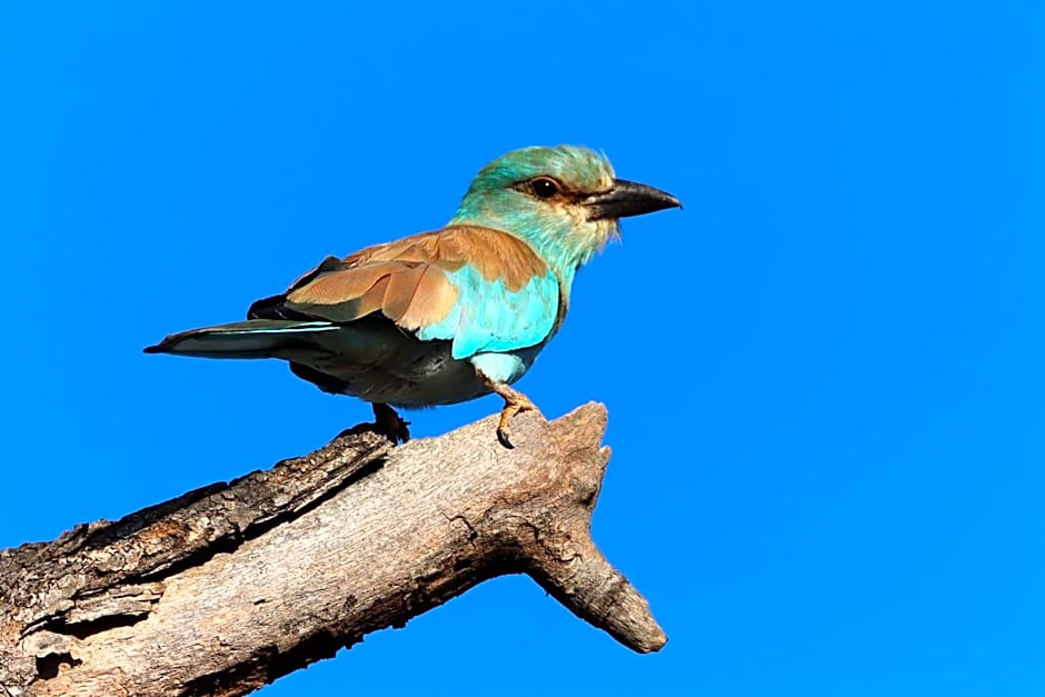 Zazu Private Bush Lodge, Formerly Masodini