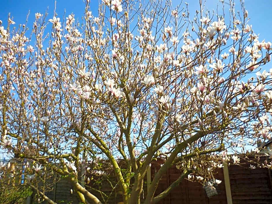 Calne Bed and Breakfast