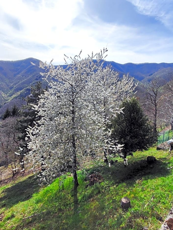 Albergo Ristorante La Selva