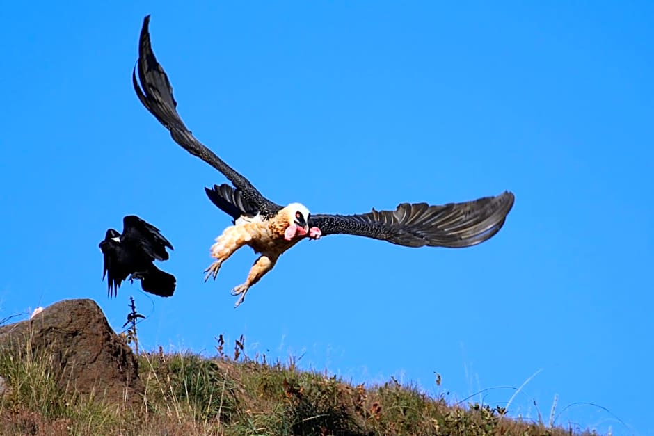 Witsieshoek Mountain Lodge