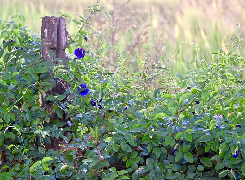 Tung Tong Homestay & Camping