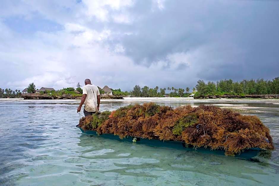 The Island - Pongwe Lodge
