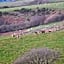 Coombe Farm