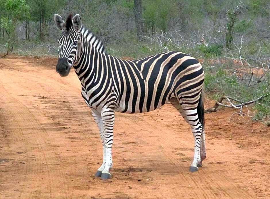 Woodpecker Lodge B&B