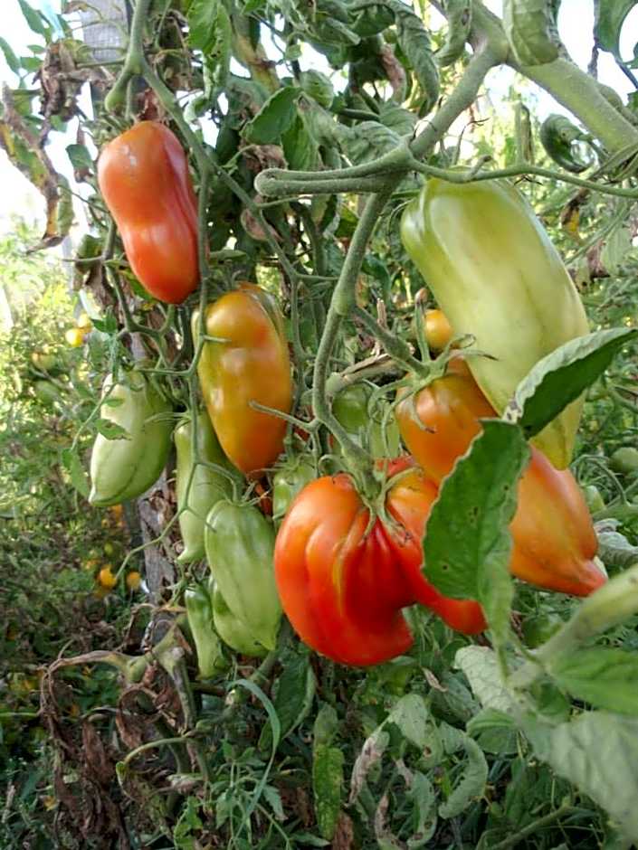 La Grange de La Dupuise